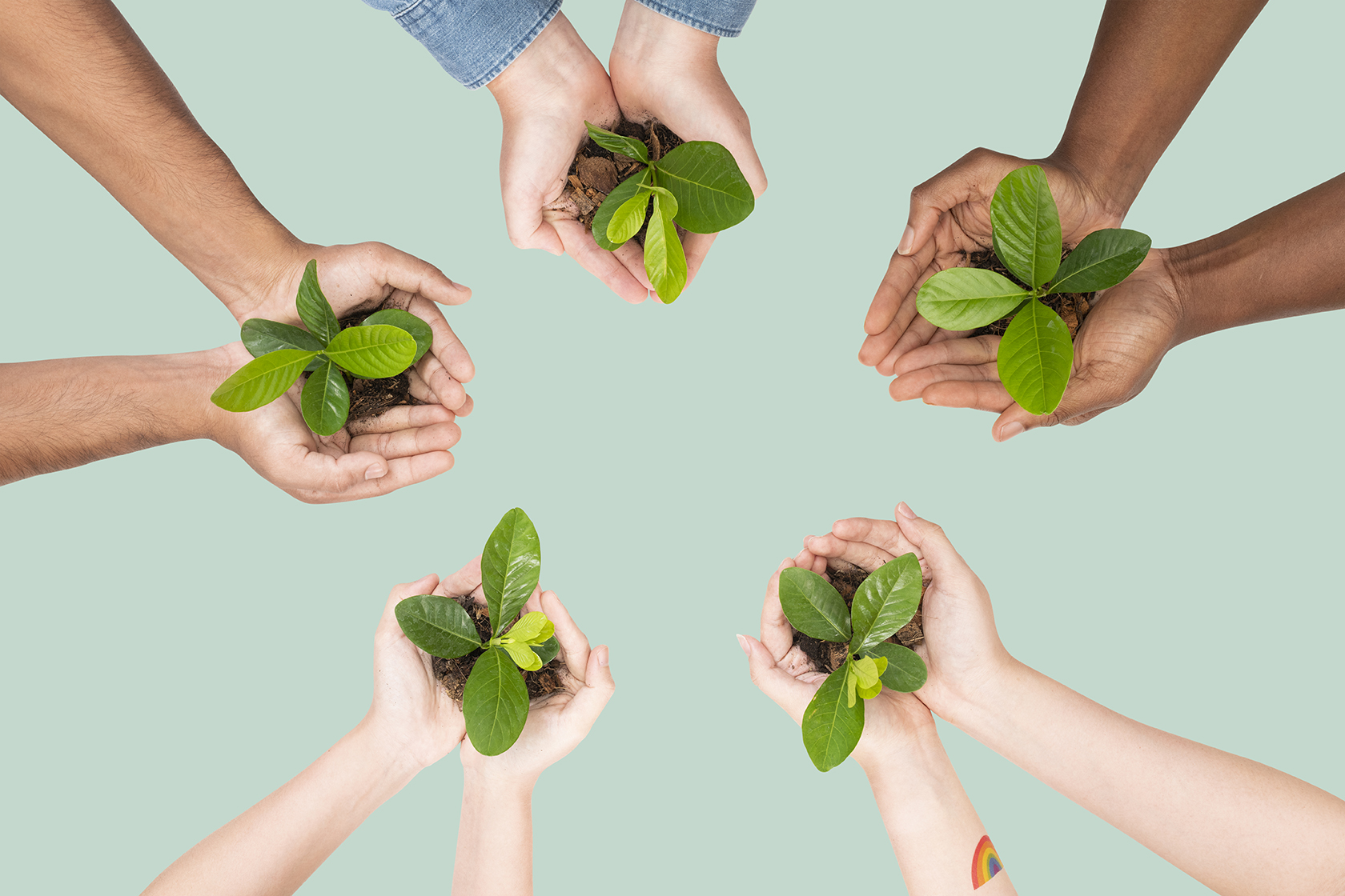 Hands holding young plants